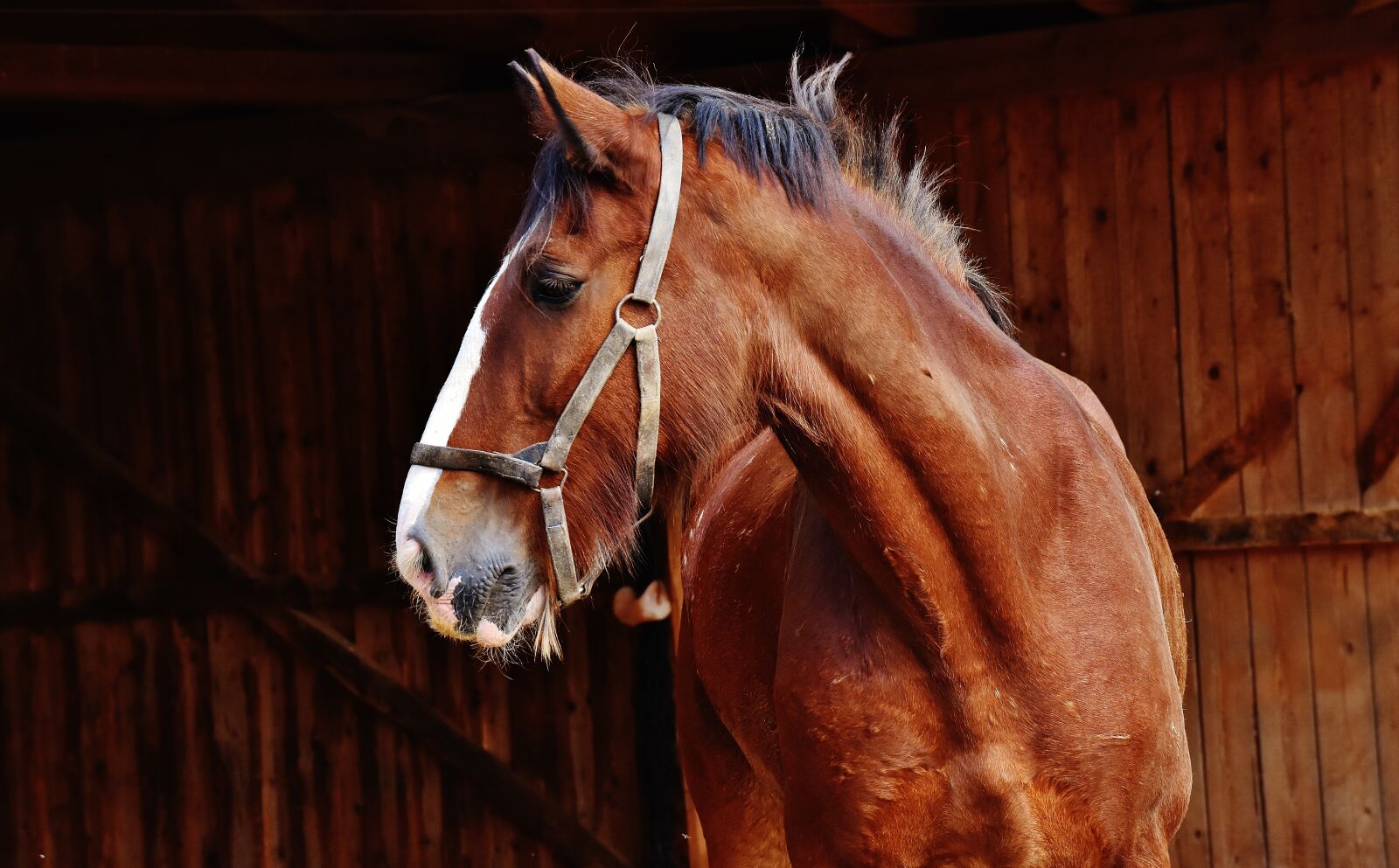 Nikon D7200 sample photo. Shire horse, horse, big photography