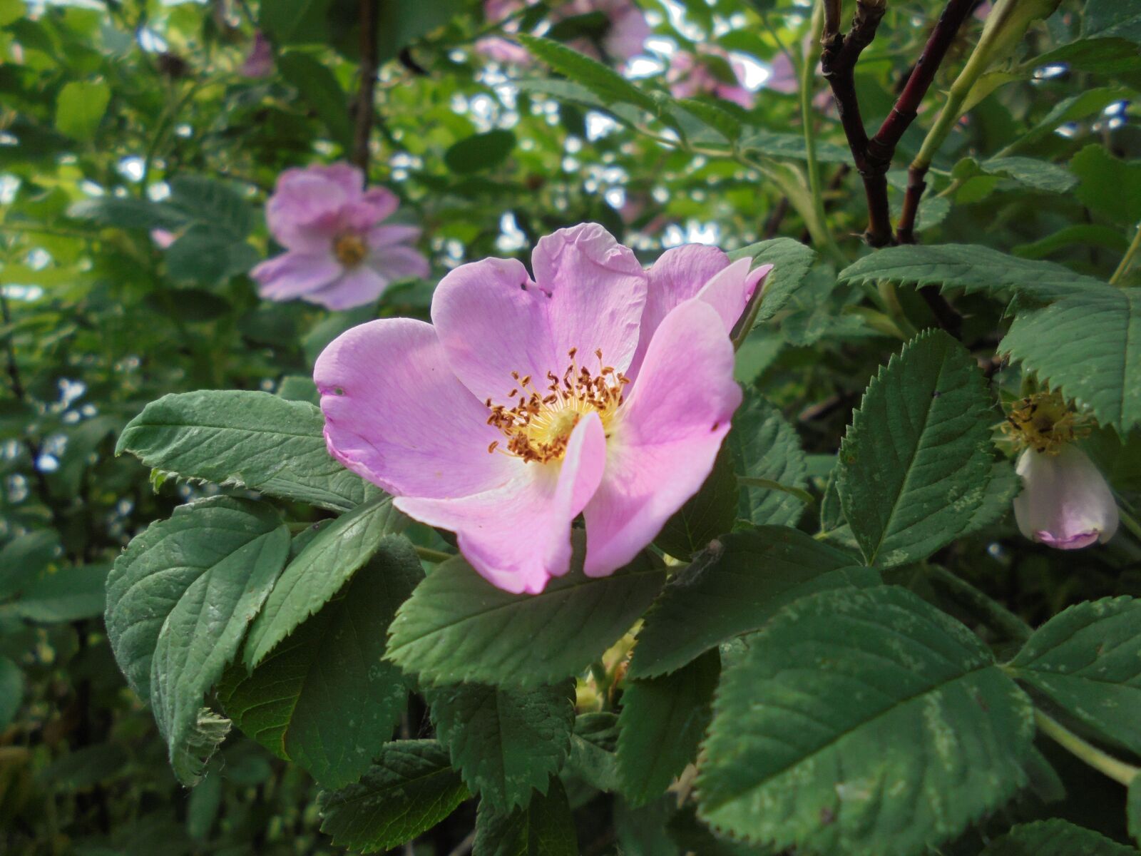 Sony Cyber-shot DSC-W810 sample photo. Macro, flower, bloom photography