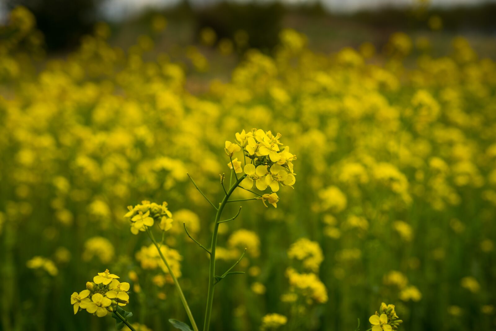 Fujifilm X-T10 sample photo. Flower, rapeseed, field photography