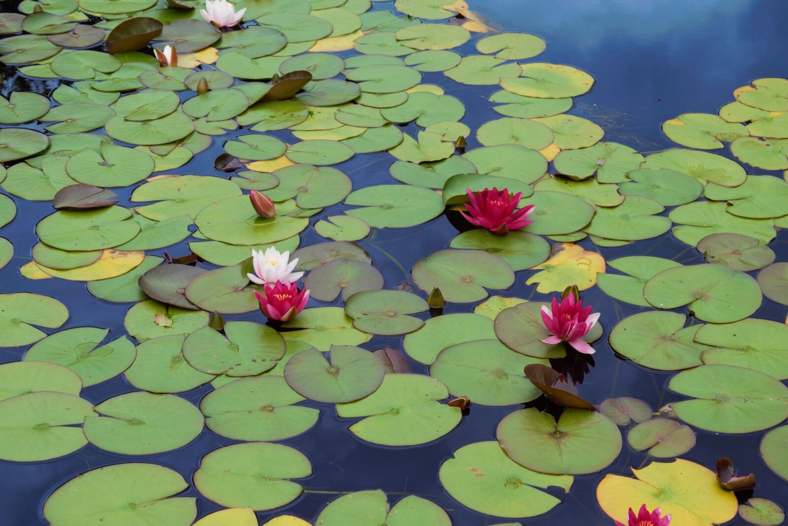 Nikon D3300 sample photo. Lily, water, lotus photography