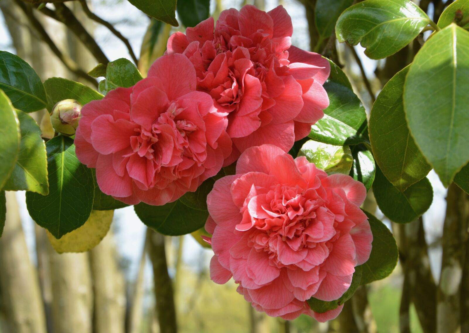 Nikon D5200 sample photo. Flowers camellia, camellia pink photography