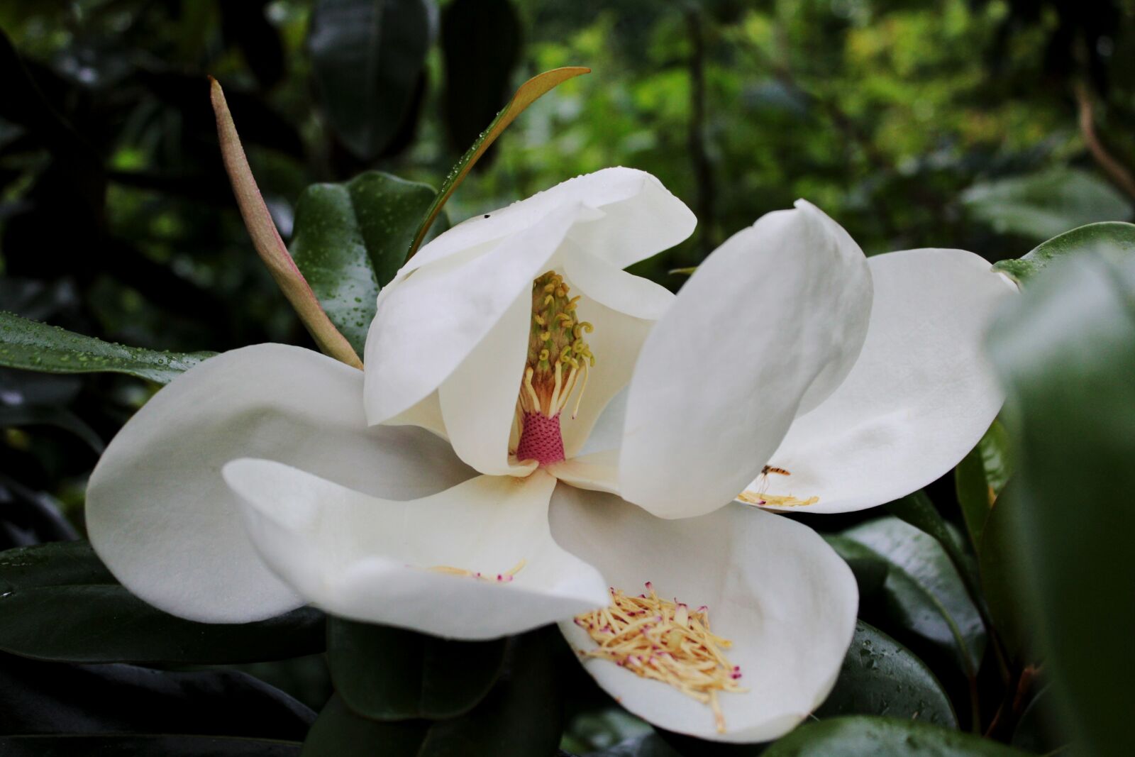 Canon EOS 600D (Rebel EOS T3i / EOS Kiss X5) sample photo. Flower, garden, bloom photography
