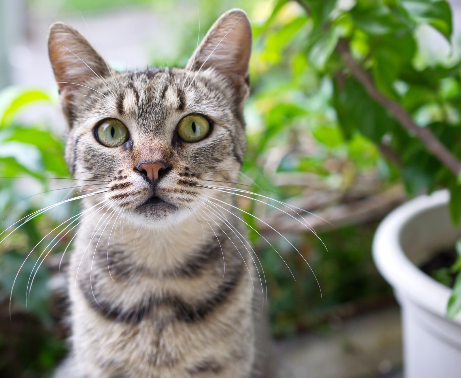 Nikon D5100 sample photo. Cat, feline, pet photography