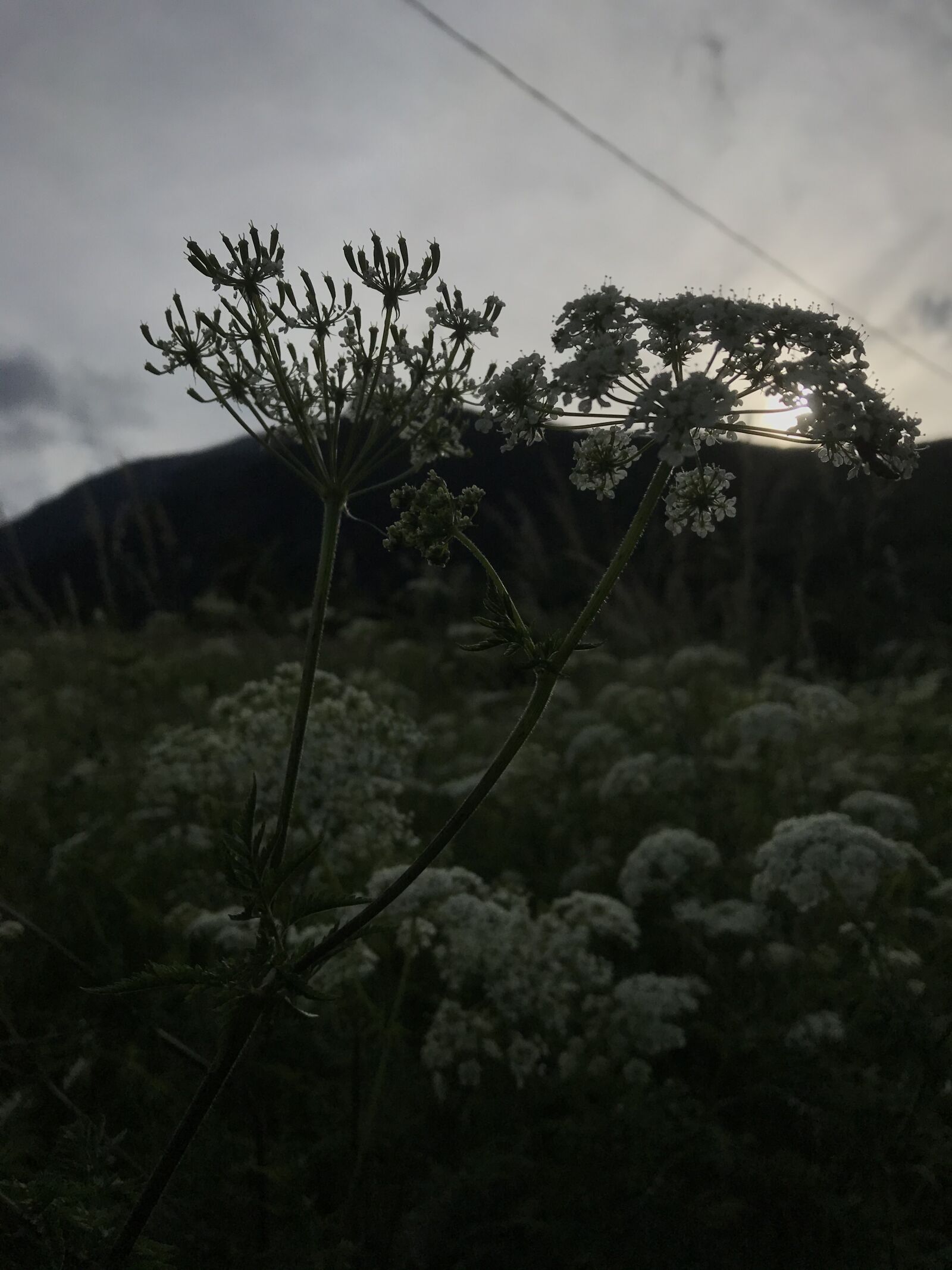 Apple iPad Pro (12.9-inch) (2nd generation) sample photo. Mount, mountain, flora photography