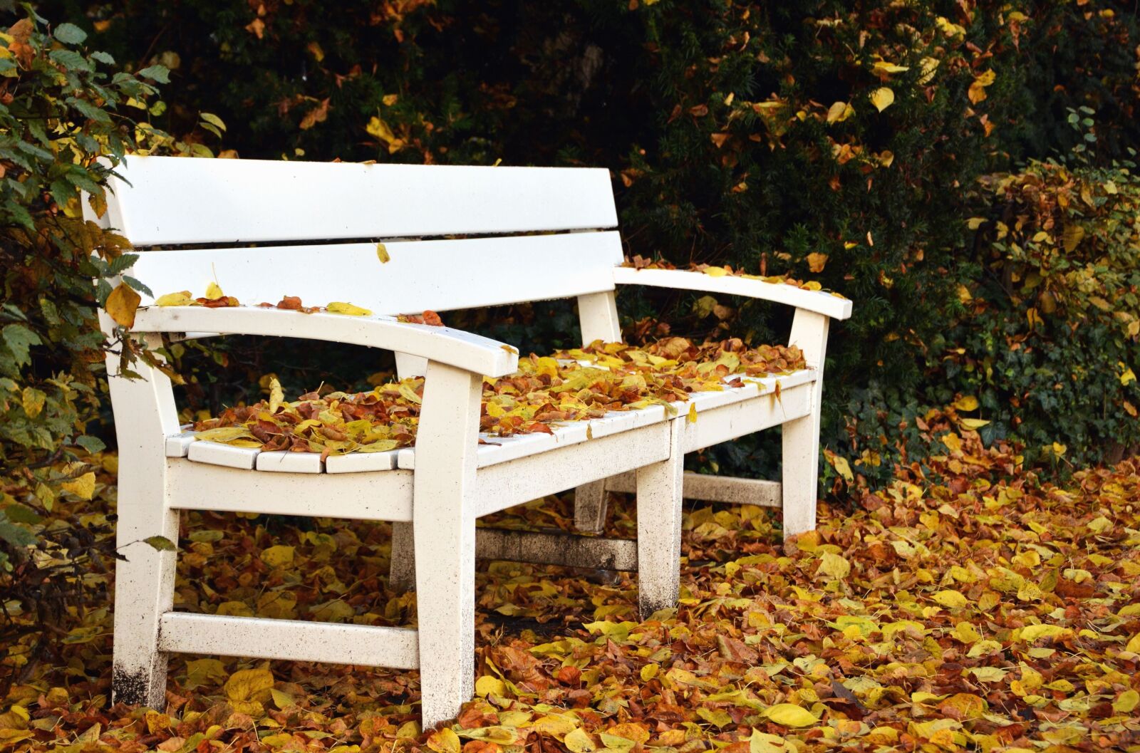 Nikon D5200 sample photo. Bench, leaf, autumn, tree photography