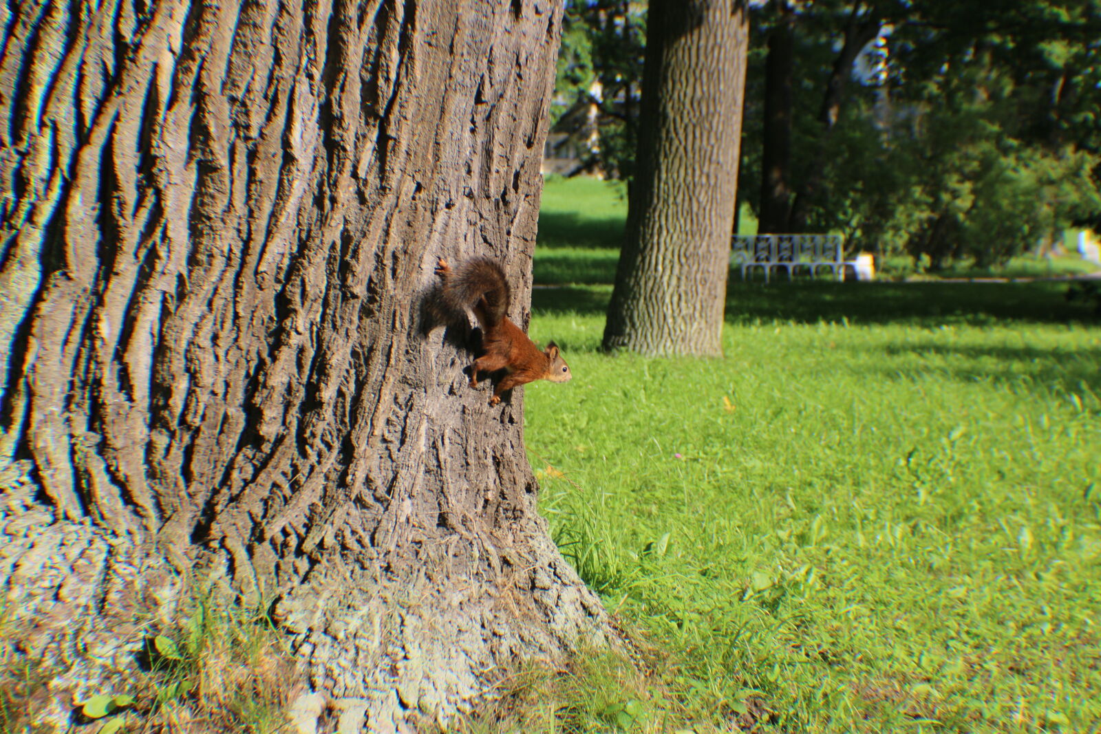 Canon EOS 70D sample photo. Squirrel photography