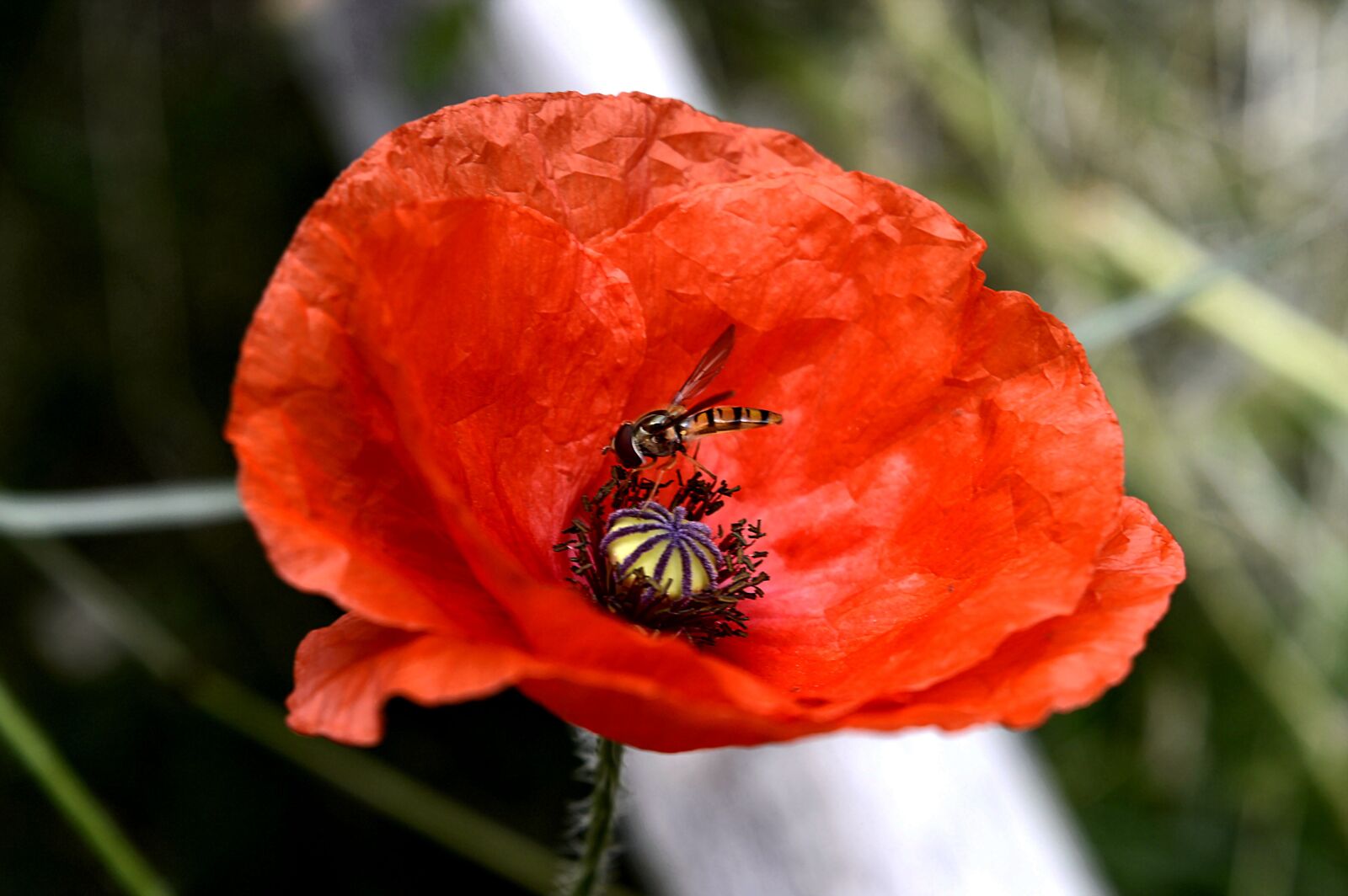 Nikon D3200 sample photo. Turkish poppy, poppy plant photography
