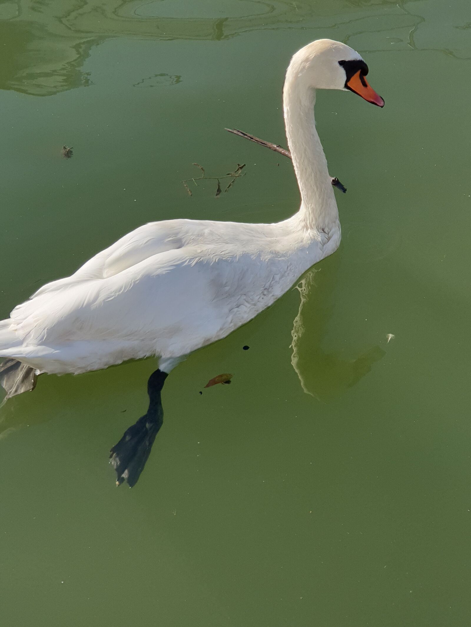Samsung Galaxy S9+ sample photo. Swan, swans, water photography