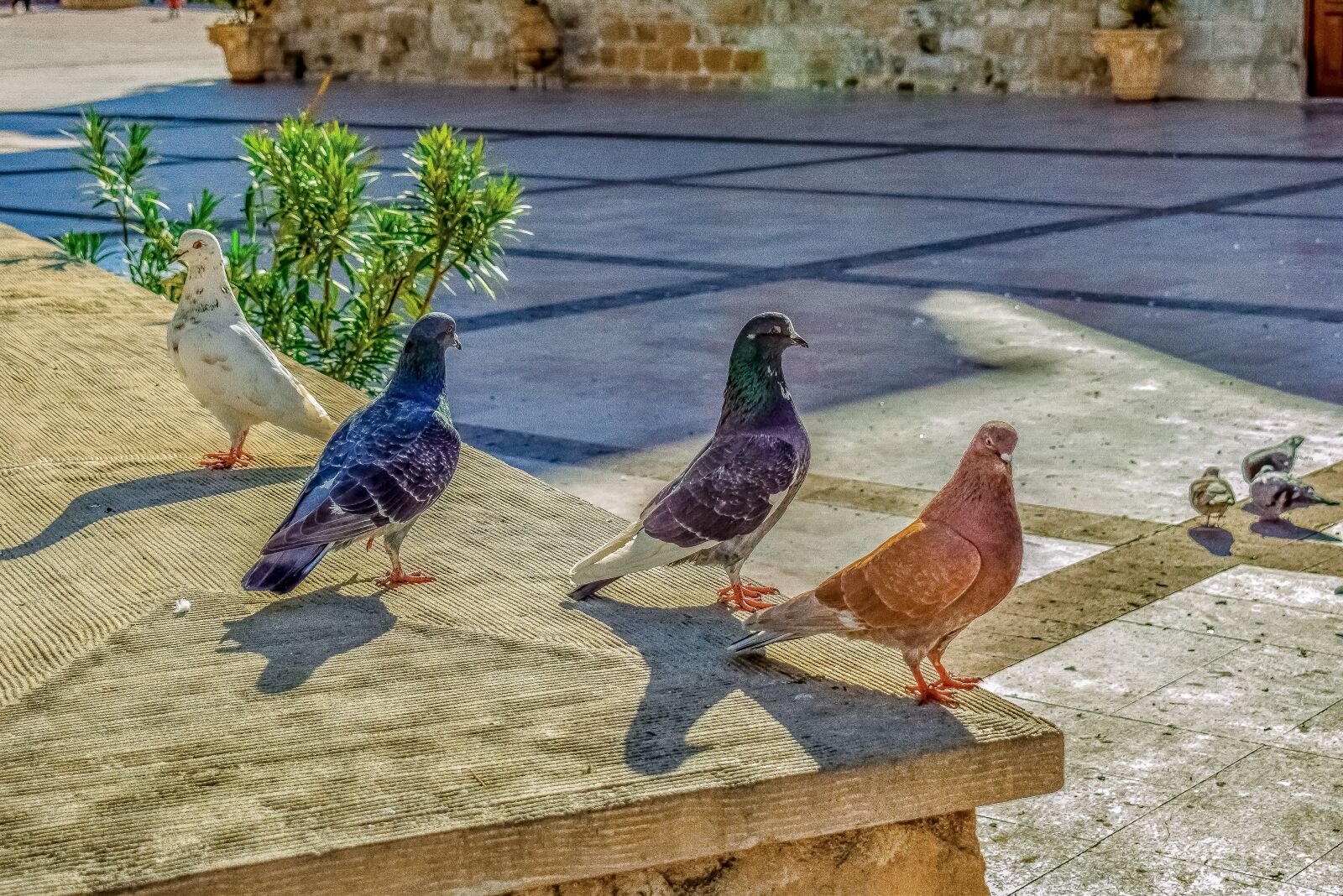 Nikon D3300 sample photo. Pigeons, square, posing photography