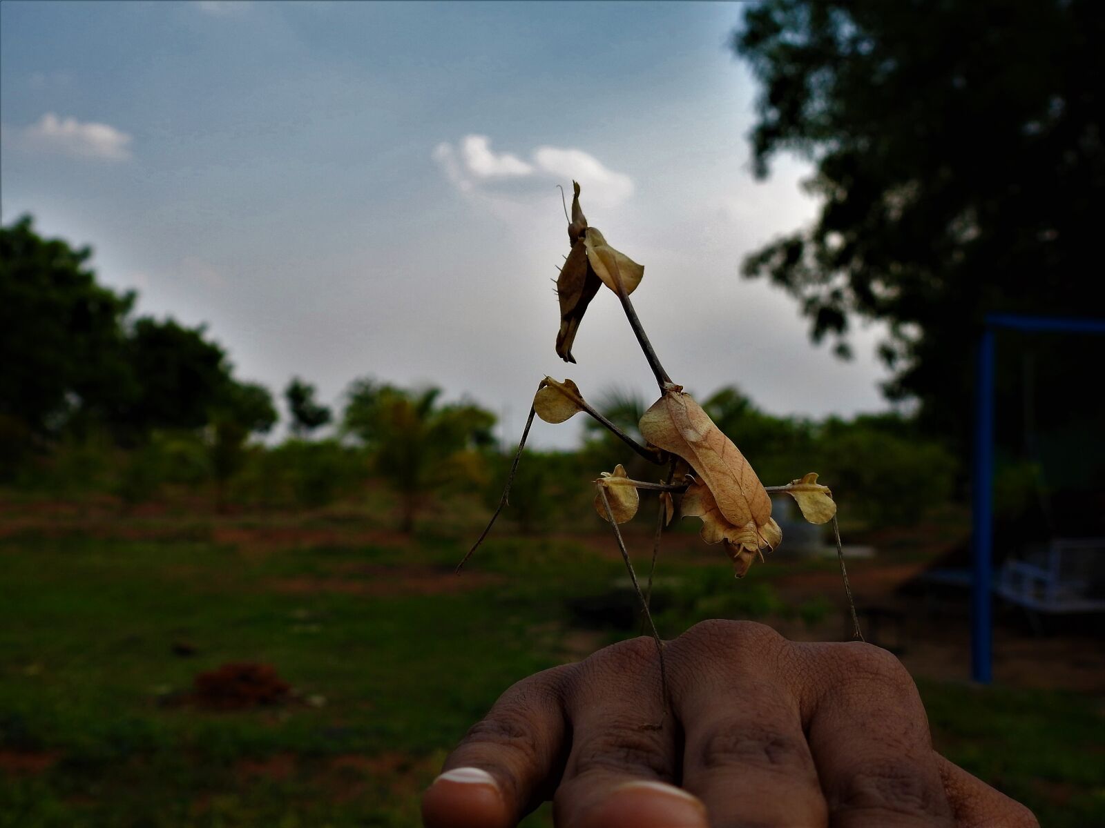 Nikon Coolpix P900 sample photo. Grasshopper, insects, bugs photography
