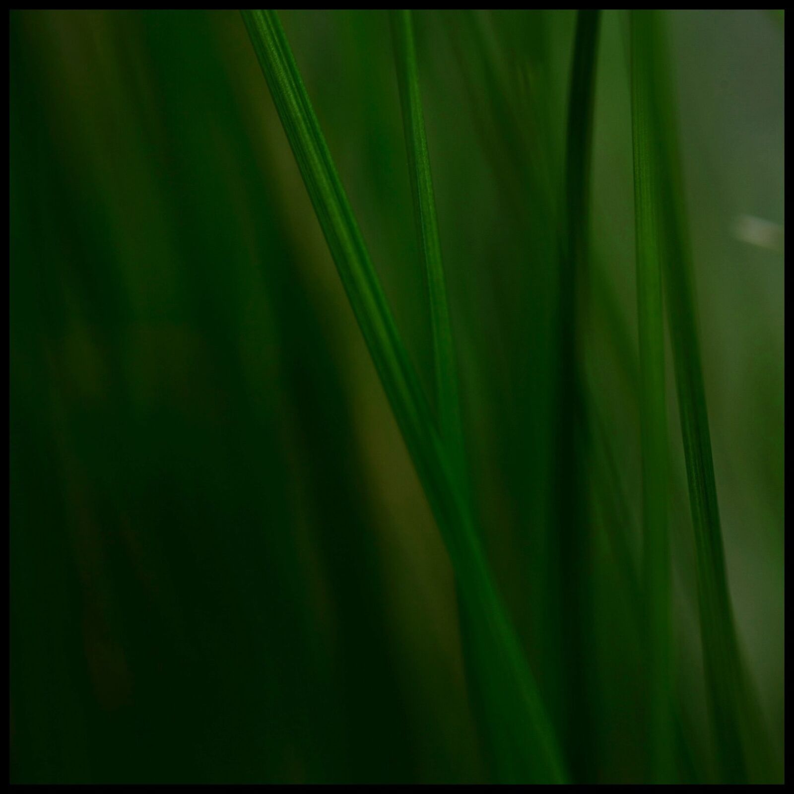 Canon EOS 5D Mark II sample photo. Grass, stone, grasses photography