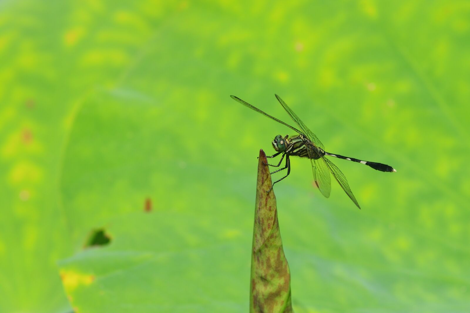 Nikon D750 sample photo. Insect, dragonfly, lotus photography