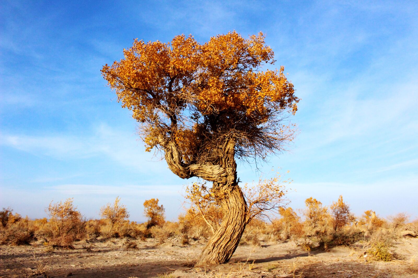 Canon EOS 100D (EOS Rebel SL1 / EOS Kiss X7) sample photo. Trees, populus, desert photography