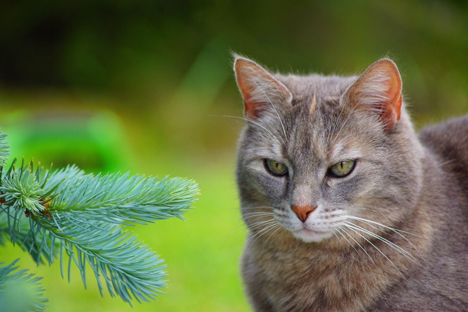 Sony SLT-A68 sample photo. Cat, animal, eyes photography