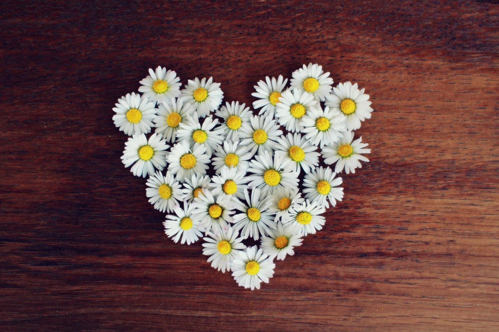 Canon EOS 1200D (EOS Rebel T5 / EOS Kiss X70 / EOS Hi) sample photo. Daisy, heart, daisy heart photography