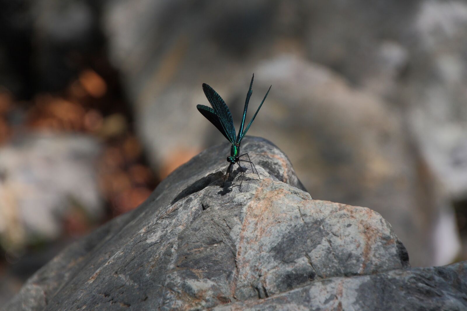 Canon EOS 1000D (EOS Digital Rebel XS / EOS Kiss F) sample photo. Dragonfly, insect, nature photography