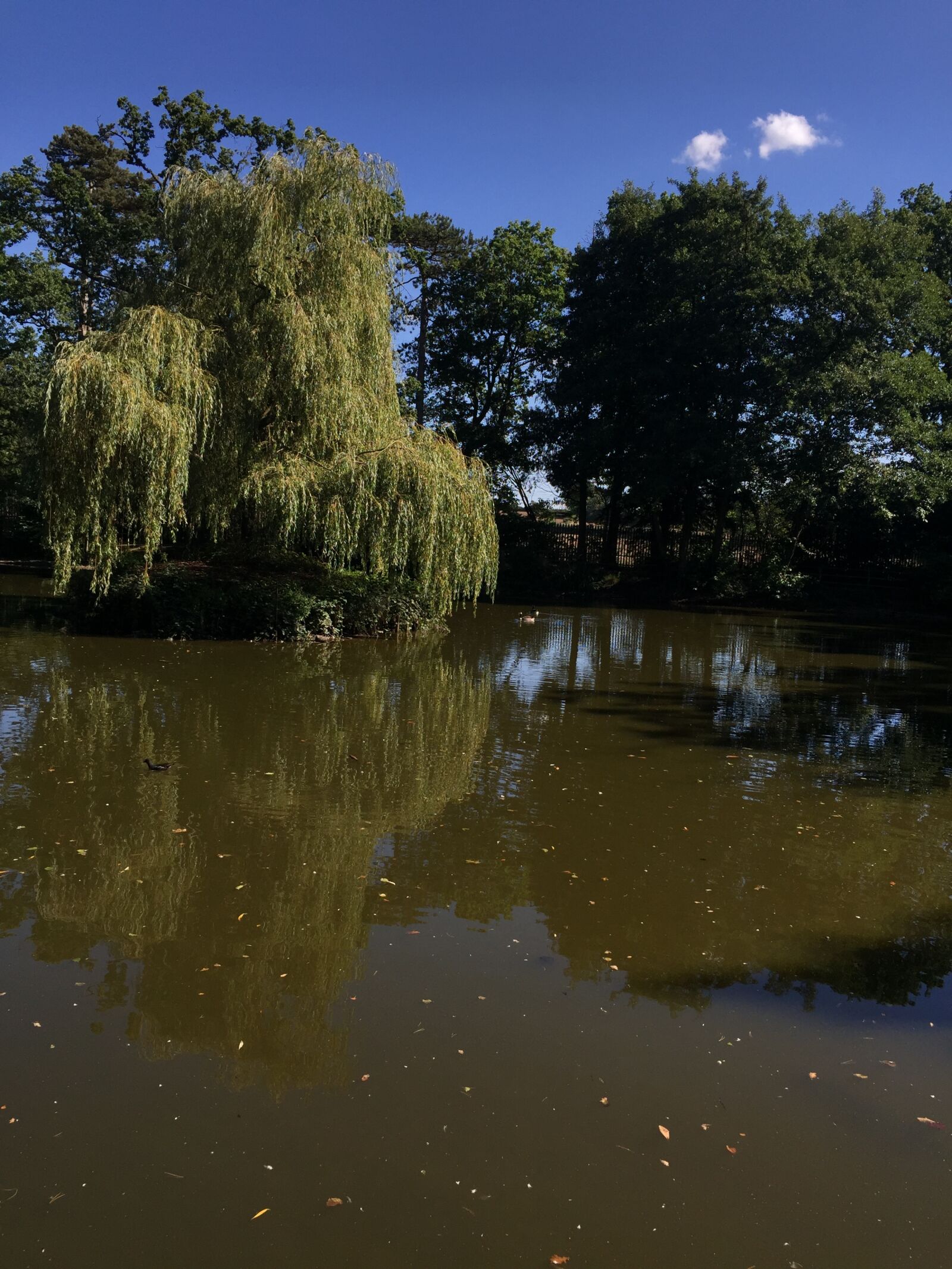 Apple iPhone 6 sample photo. Clear, sky, dark, green photography