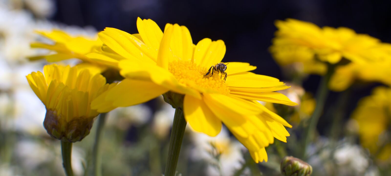 Nikon D3200 sample photo. Flowers, nature, beauty photography