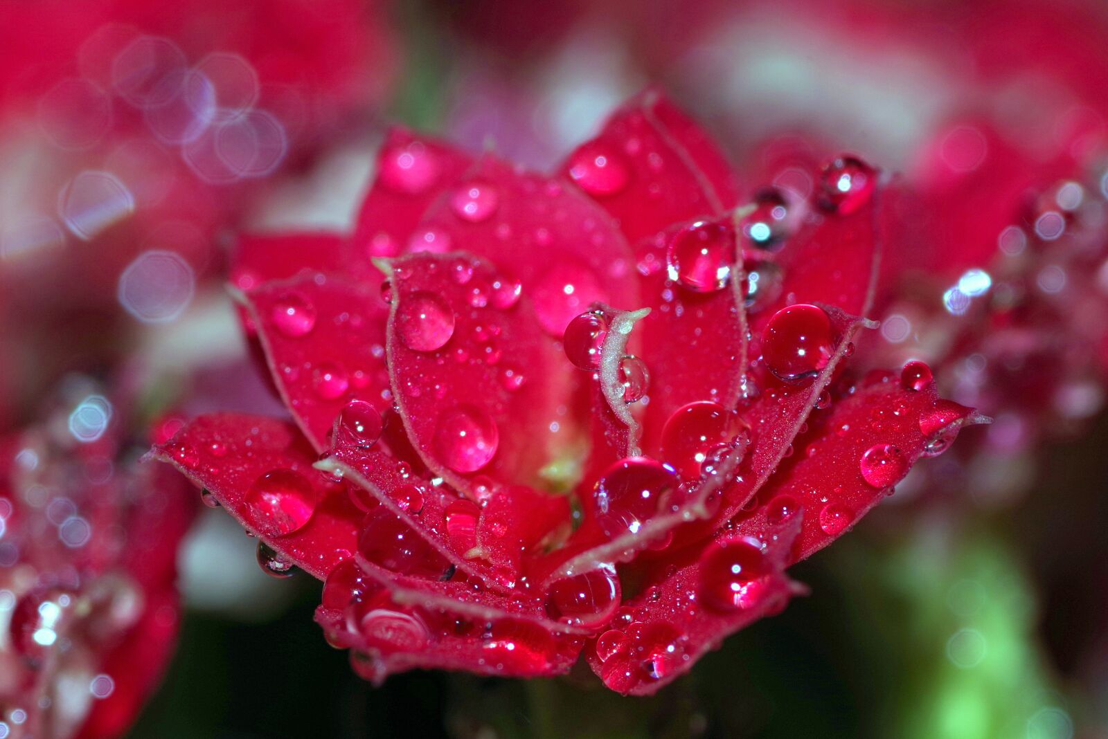 Pentax K-S2 sample photo. Rosa, drops, flower photography