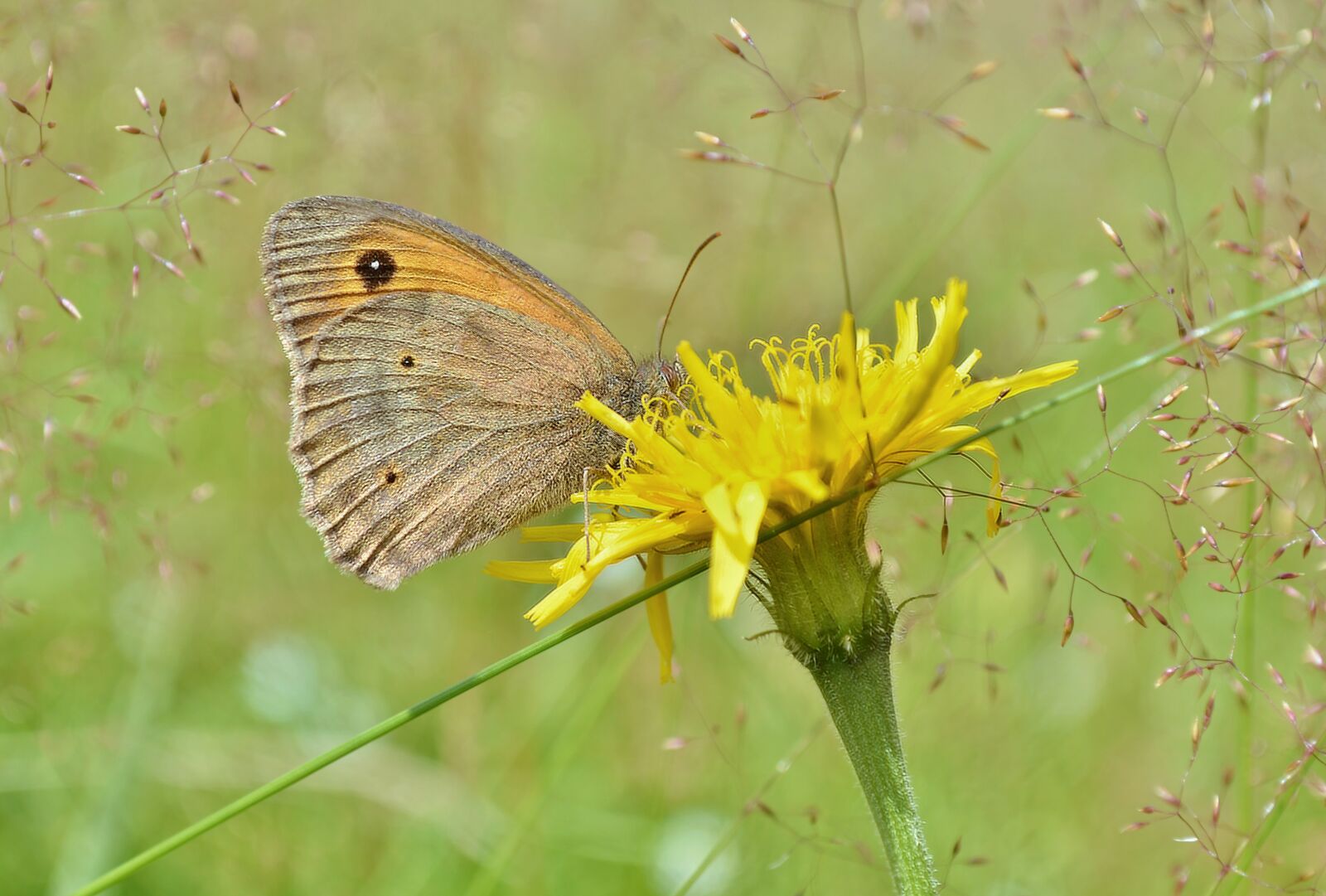 Nikon D5100 sample photo. Butterfly, macro, flower photography
