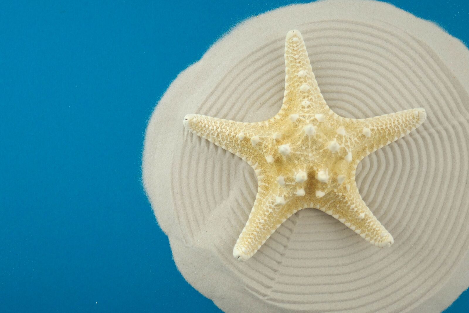 Panasonic DMC-TZ101 sample photo. Starfish, star, sea photography