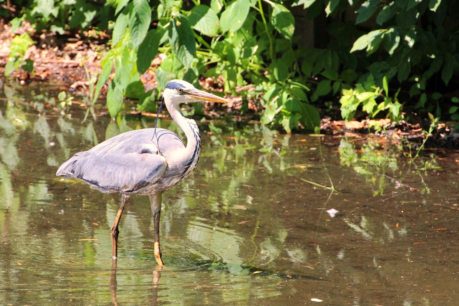 Canon EOS 600D (Rebel EOS T3i / EOS Kiss X5) sample photo. Grey heron, heron, bird photography