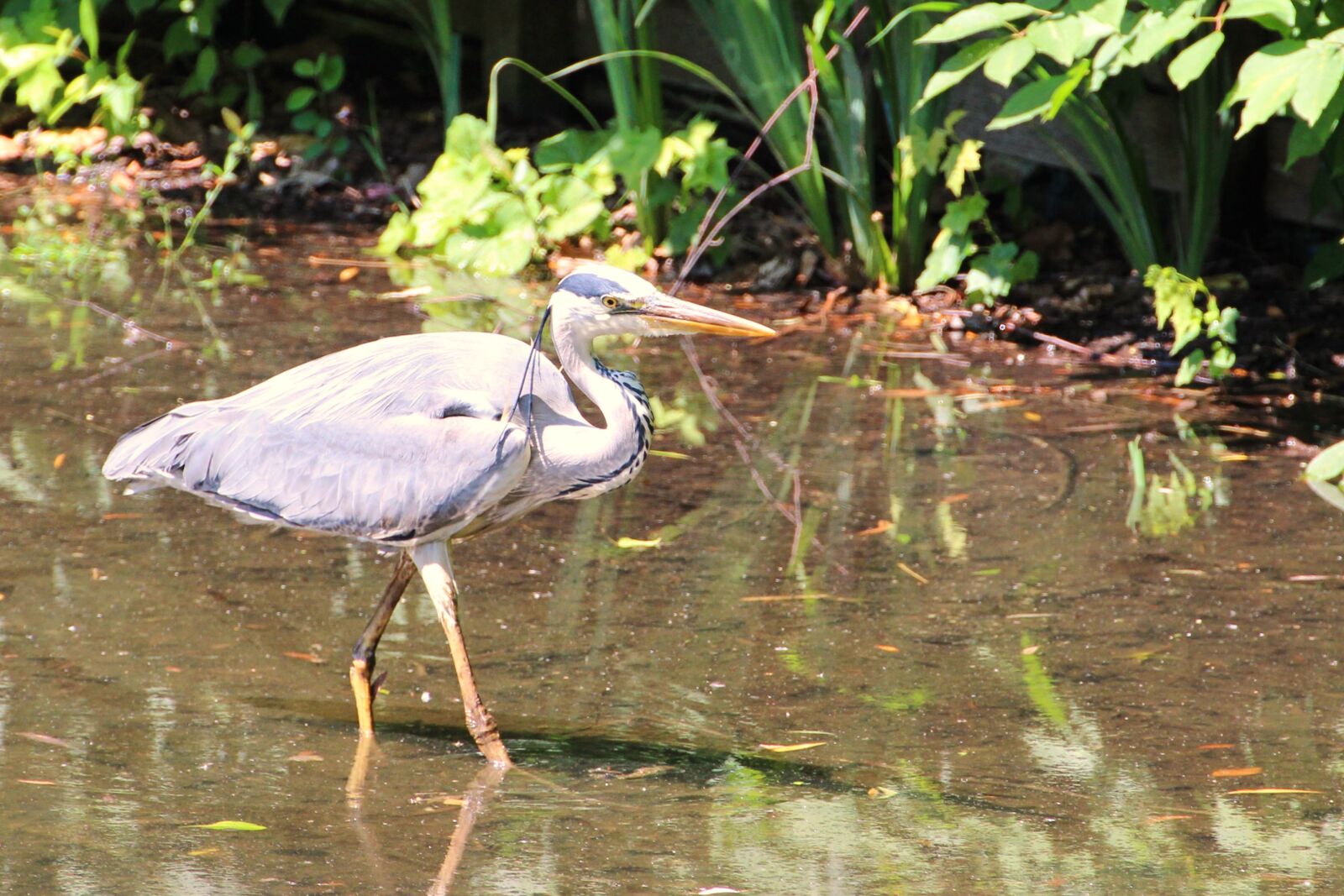 Canon EOS 600D (Rebel EOS T3i / EOS Kiss X5) sample photo. Grey heron, heron, bird photography