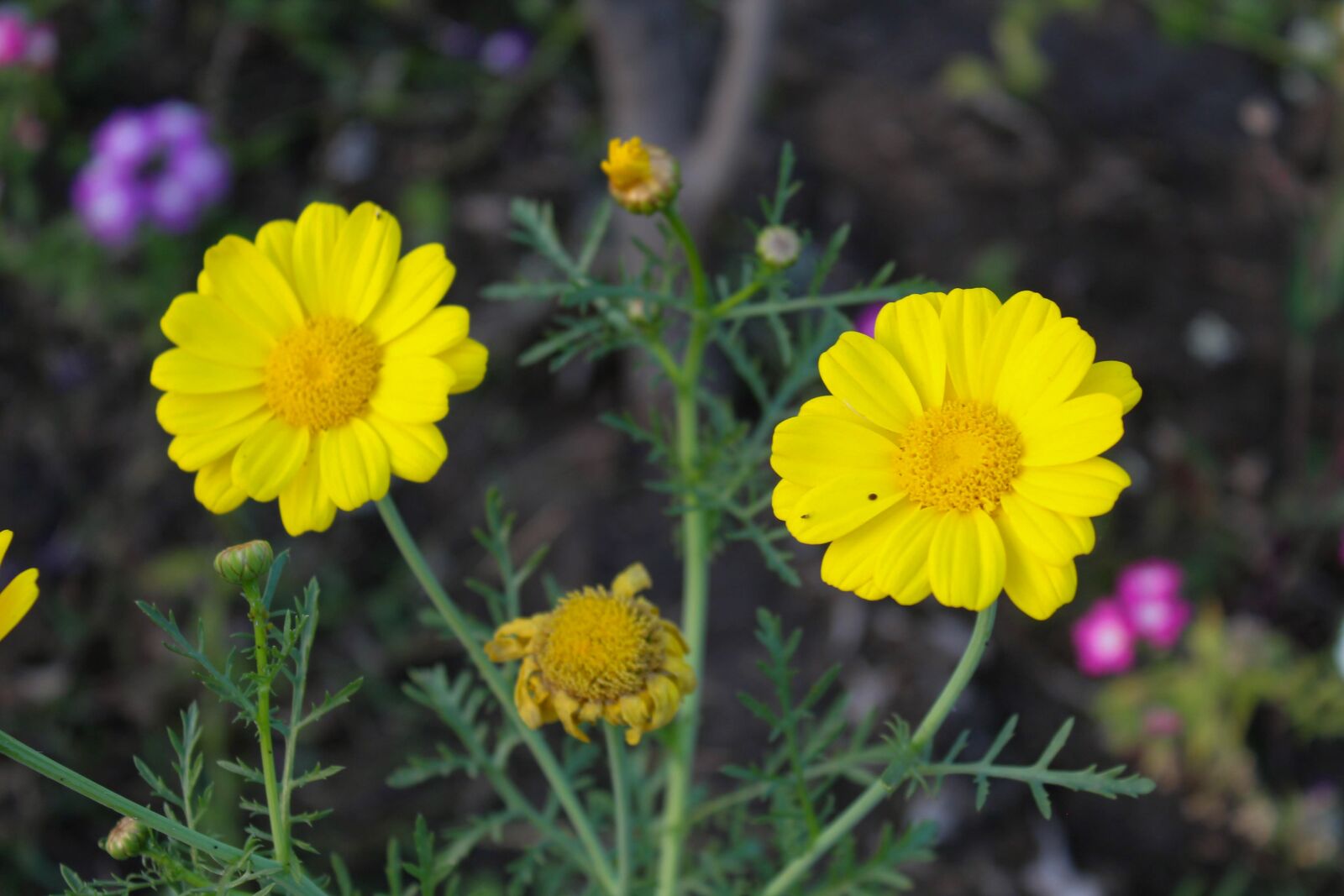 Canon EOS 1300D (EOS Rebel T6 / EOS Kiss X80) sample photo. Nature, flowers, garden photography