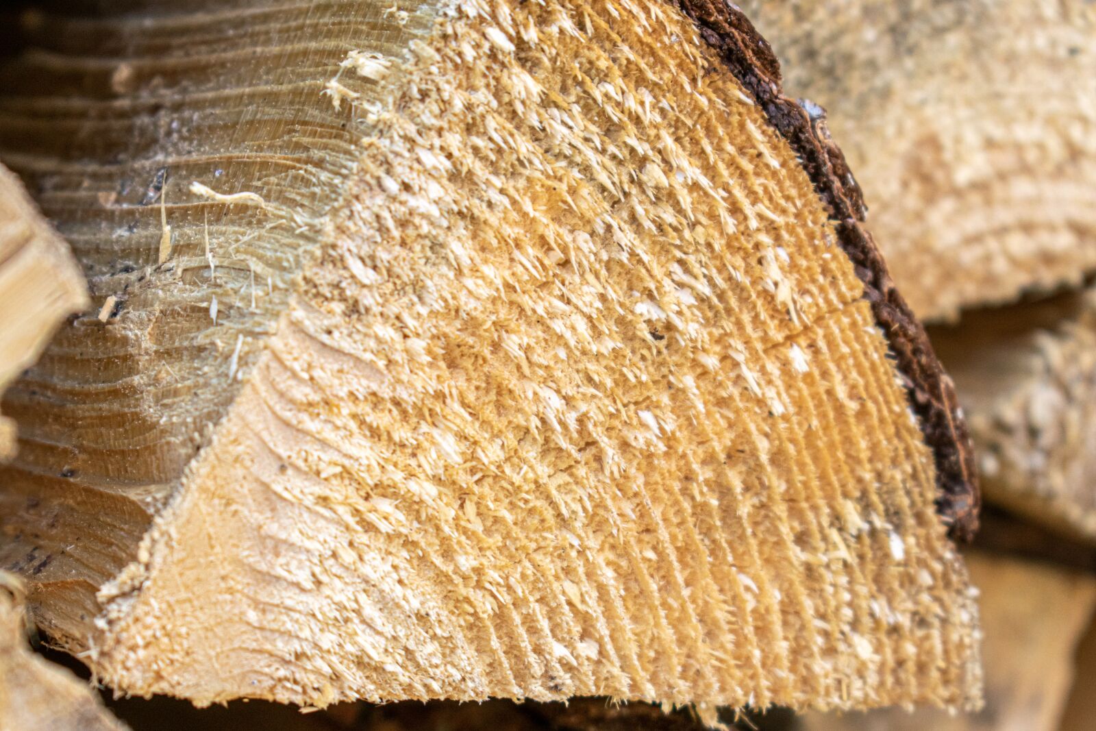 Nikon D5300 sample photo. Log, wood, close up photography