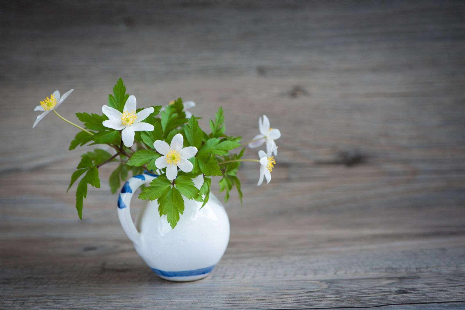 Nikon D750 sample photo. Bush-windr schen, ranunculaceae, anemone photography