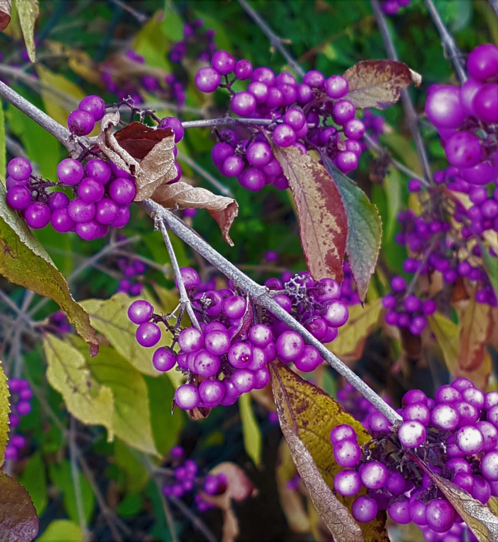 Samsung Galaxy S7 Edge sample photo. Callicarpabodinieri, bodinia your'sbeautyberry, berries photography