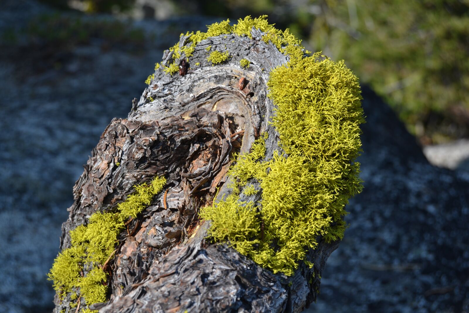 Nikon D3100 sample photo. Nature, outdoors, moss photography