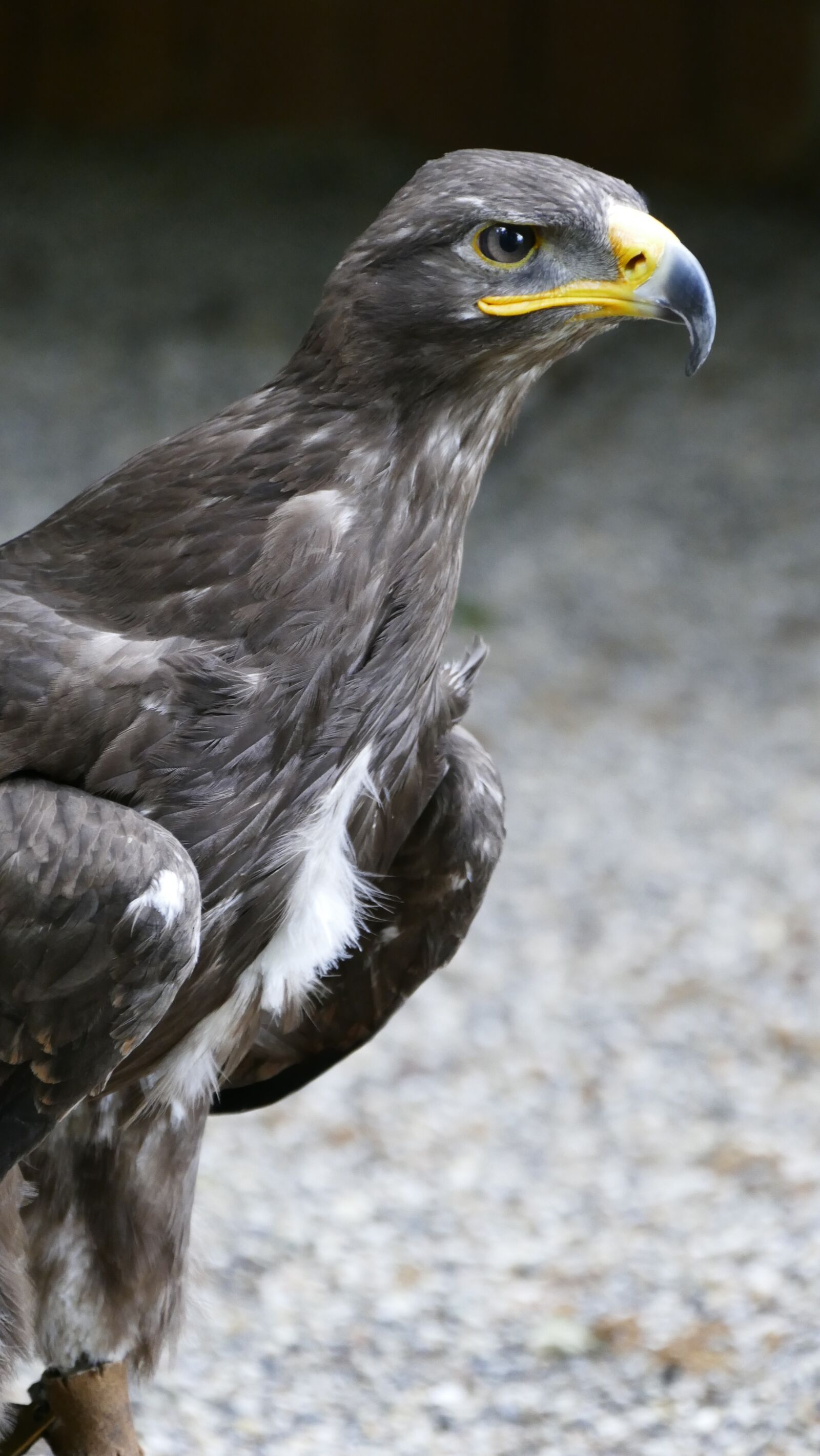 Panasonic Lumix DMC-FZ1000 sample photo. Griffin, bird, raptor photography