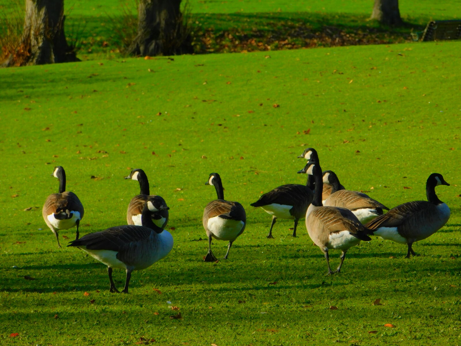 Nikon Coolpix B500 sample photo. Ducks, geese, nature, park photography