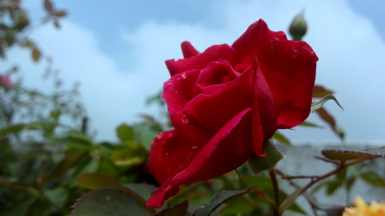 Samsung Galaxy Grand Prime sample photo. Red, roses photography