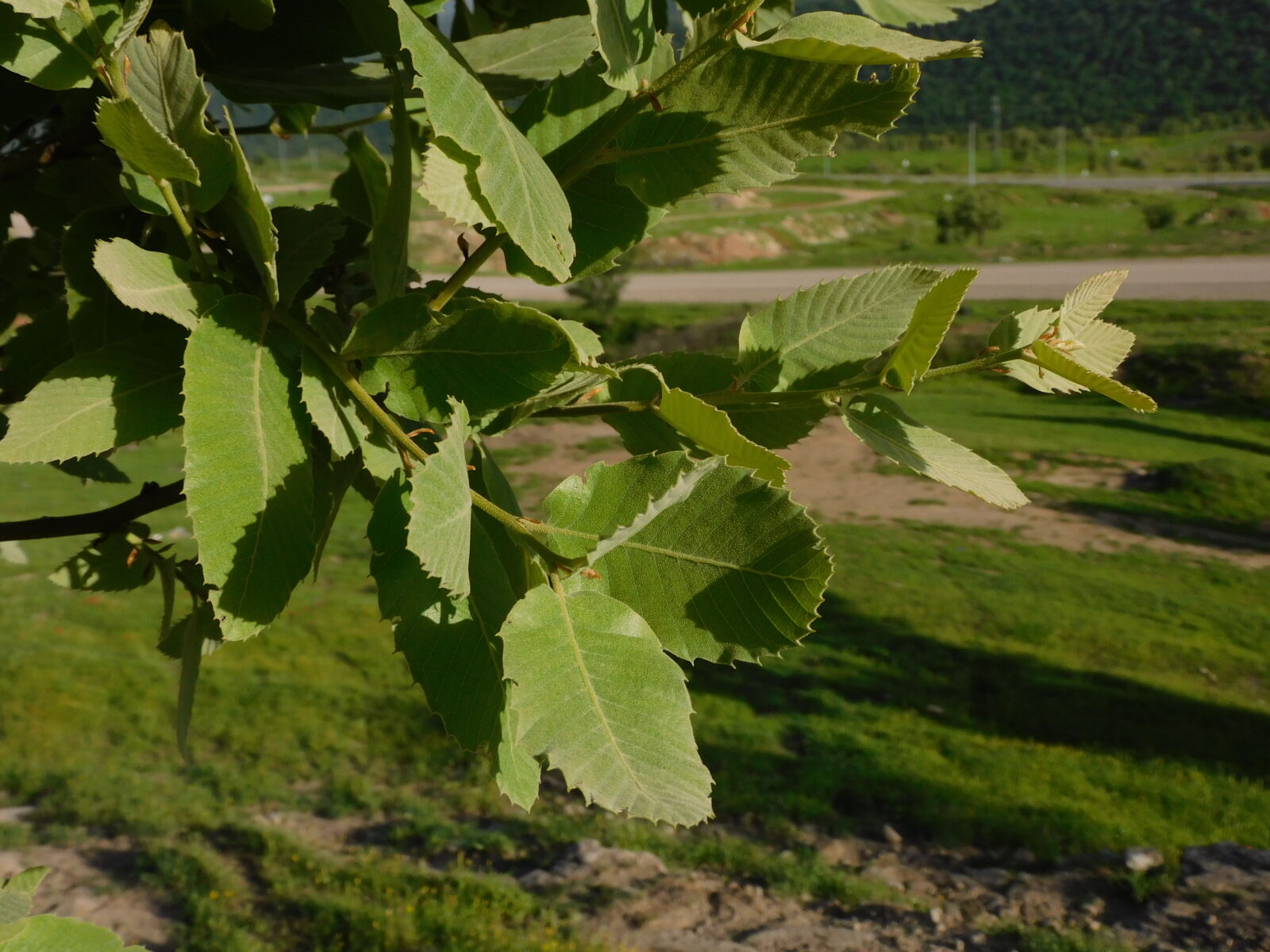 Nikon Coolpix B600 sample photo. Sheladze photography