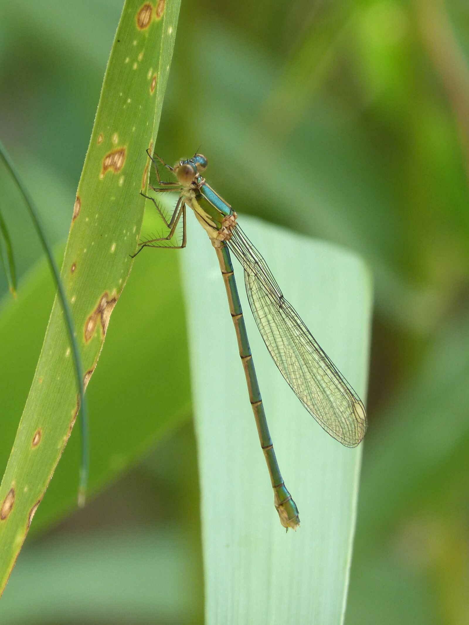 Panasonic DMC-FZ62 sample photo. Dragonfly, damselfly, green dragonfly photography