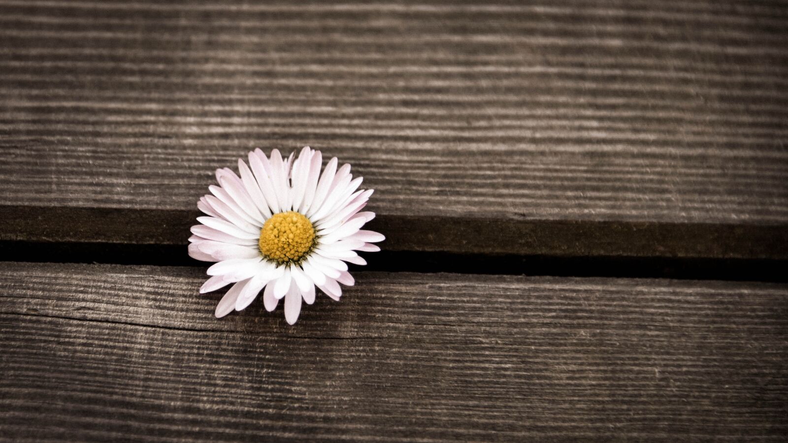 Nikon D750 sample photo. Background, nature, wood photography