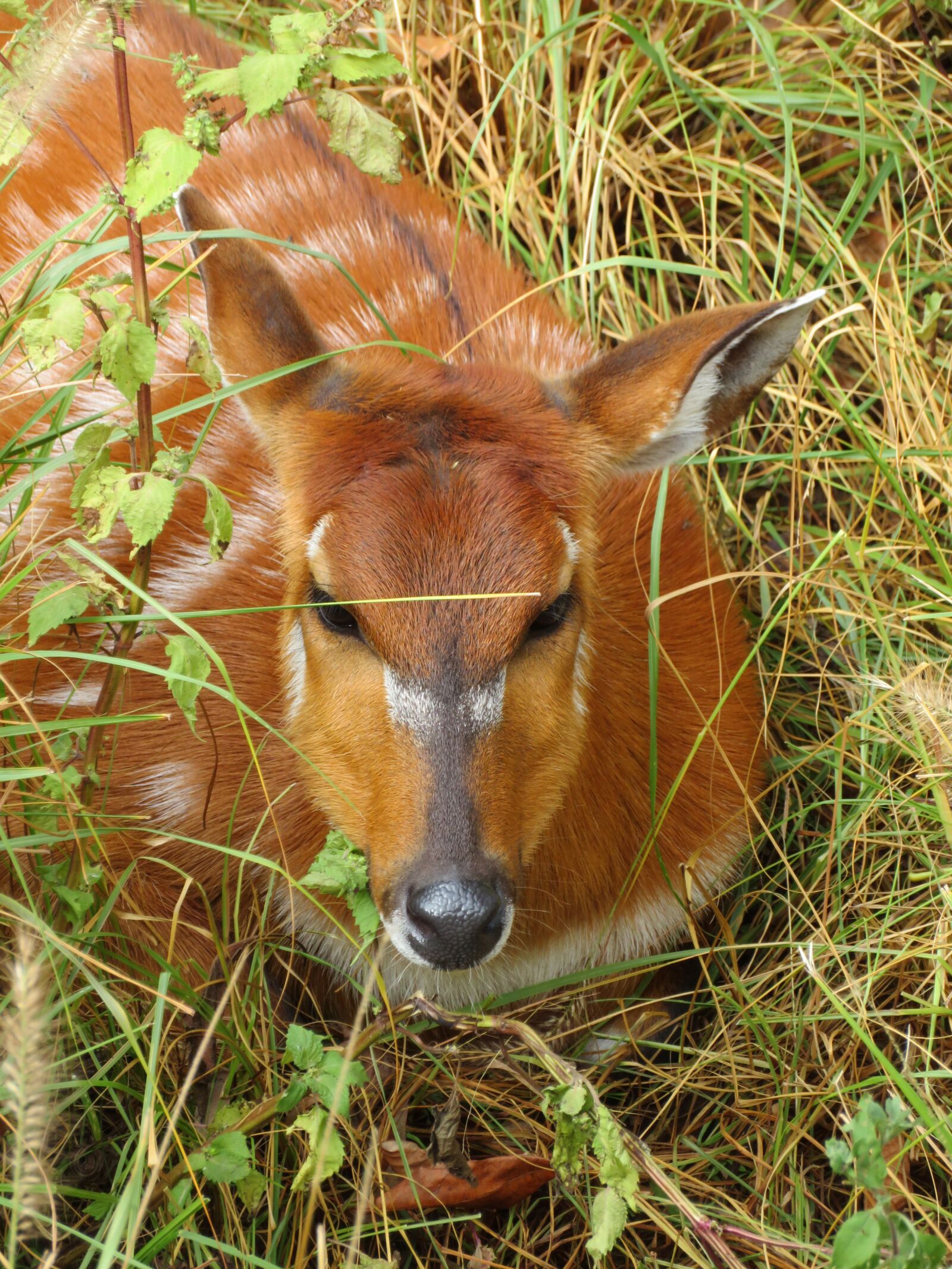 Canon PowerShot SX720 HS sample photo. Antelope, zoo, animal photography