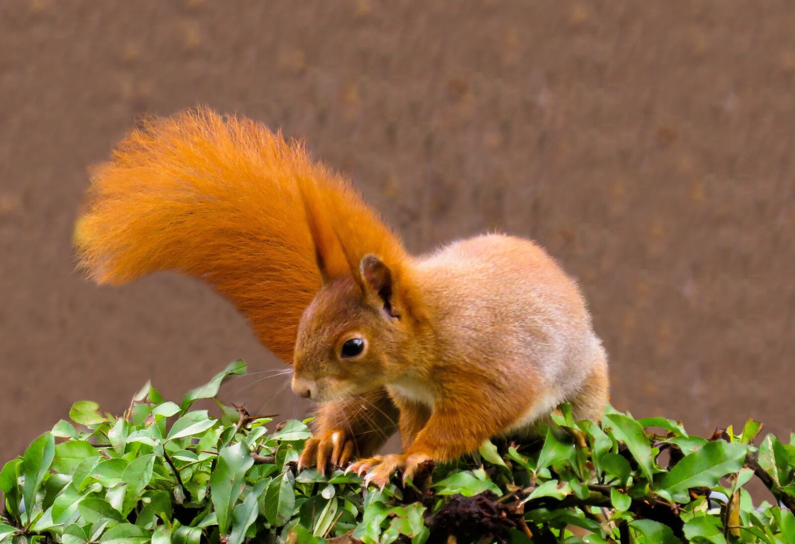 Canon PowerShot SX50 HS sample photo. Squirrel, animal, rodent photography