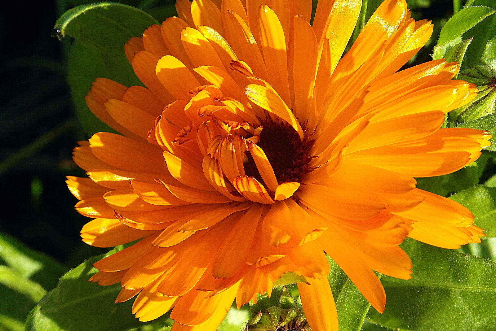 Samsung WB750 sample photo. Calendula officinalis, herb, orange photography