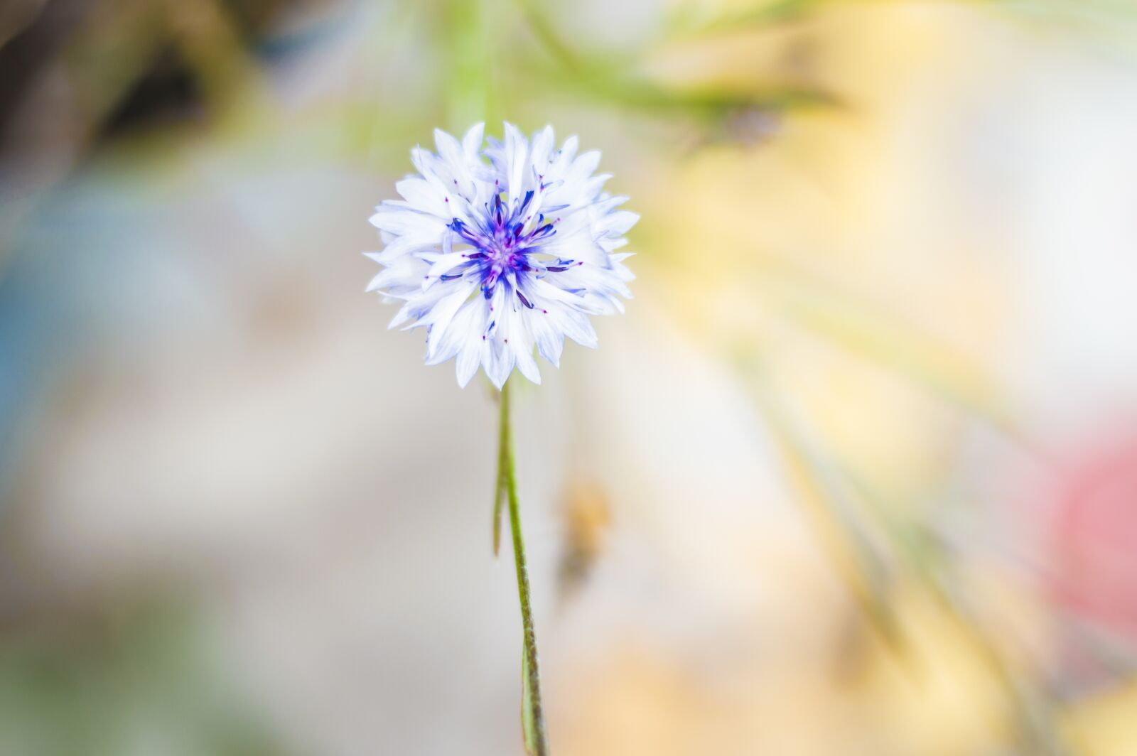Nikon D3200 sample photo. Flower, cornflower, bokeh photography