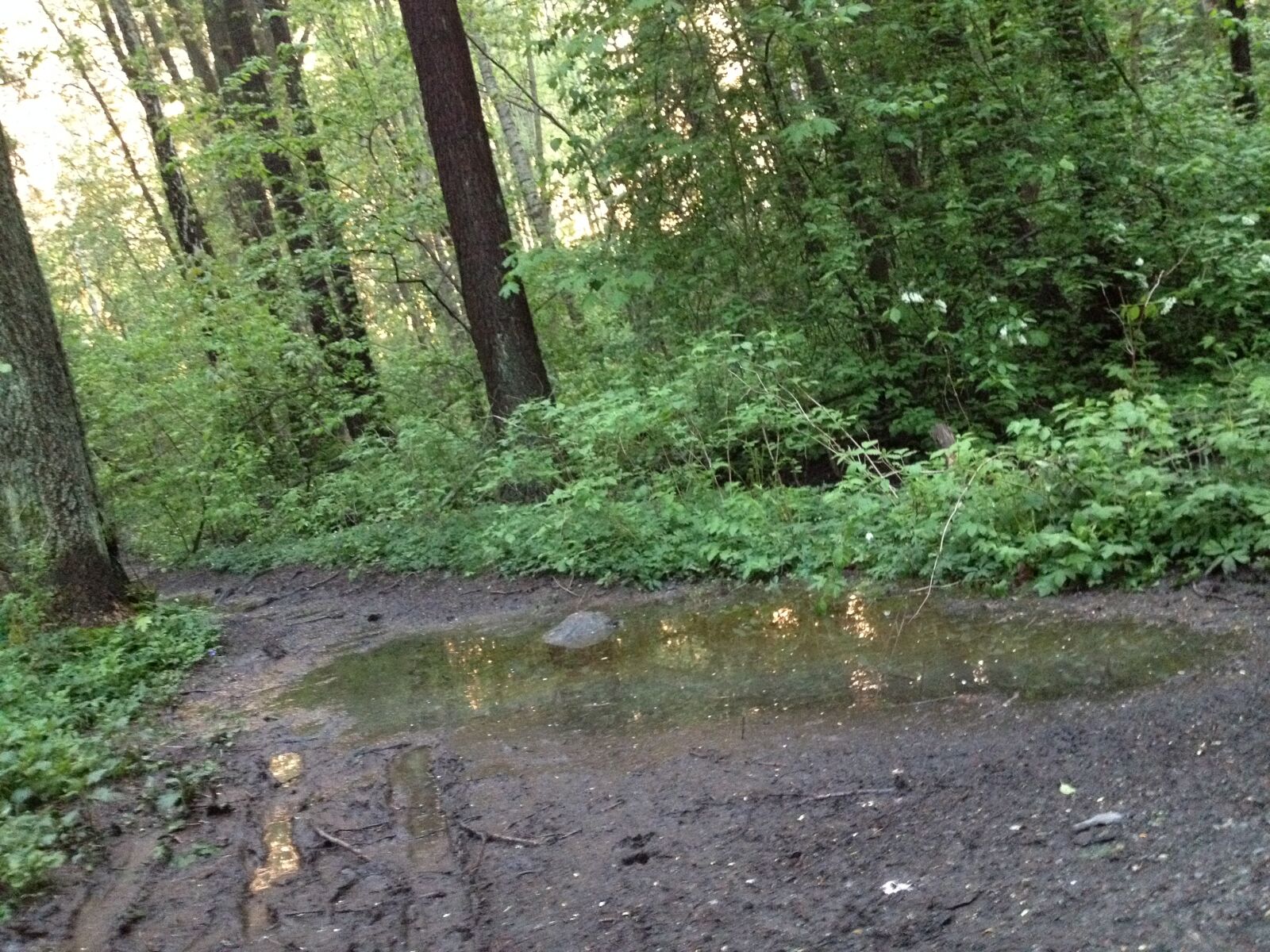 iPhone 4S back camera 4.28mm f/2.4 sample photo. Forest, trail photography