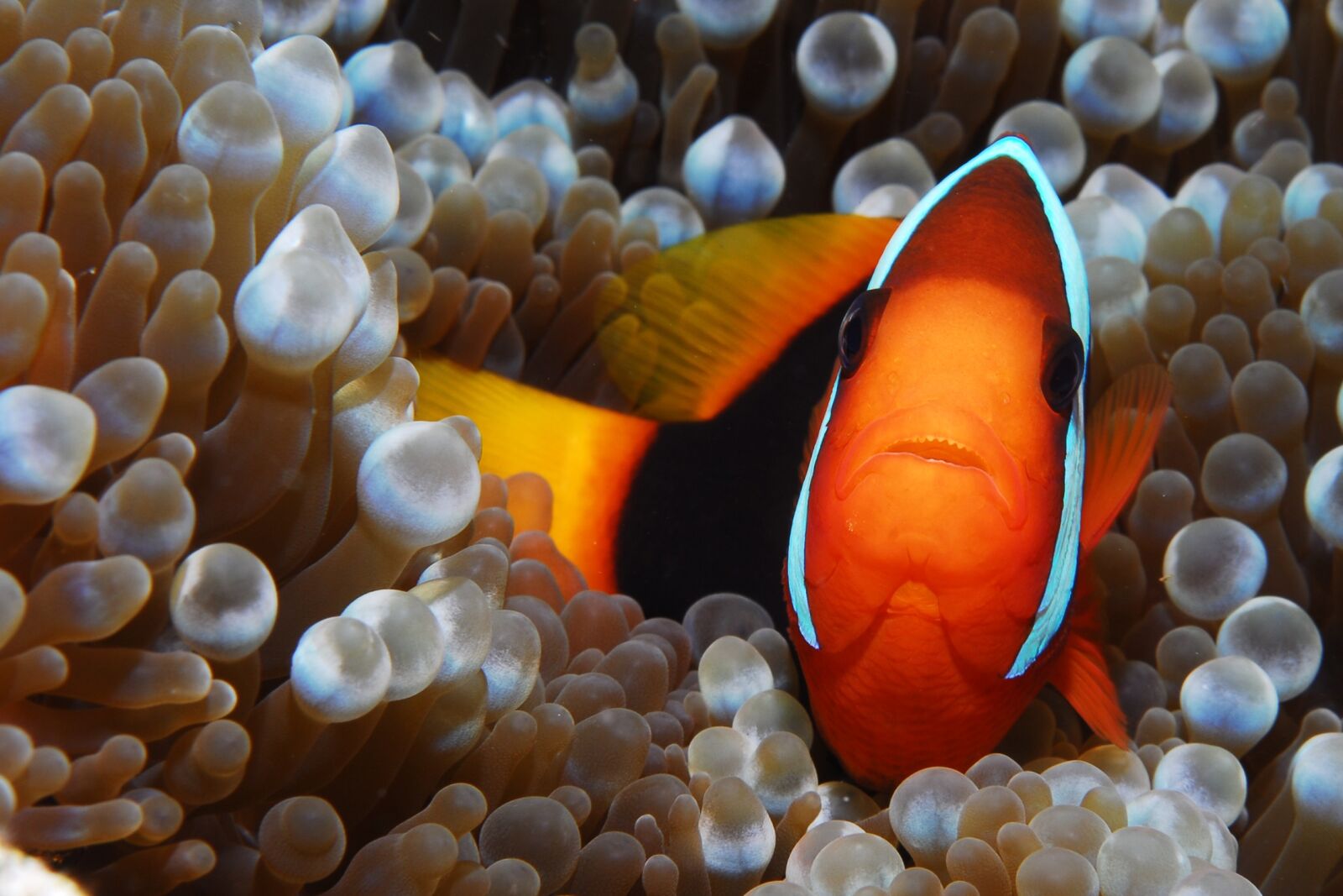 Nikon D200 sample photo. Fish, clown, diving photography