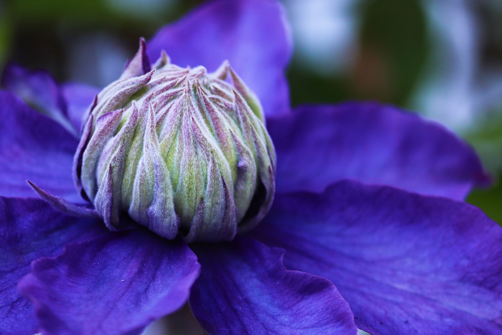 Canon EOS 200D (EOS Rebel SL2 / EOS Kiss X9) sample photo. Clematis, blossom, bloom photography