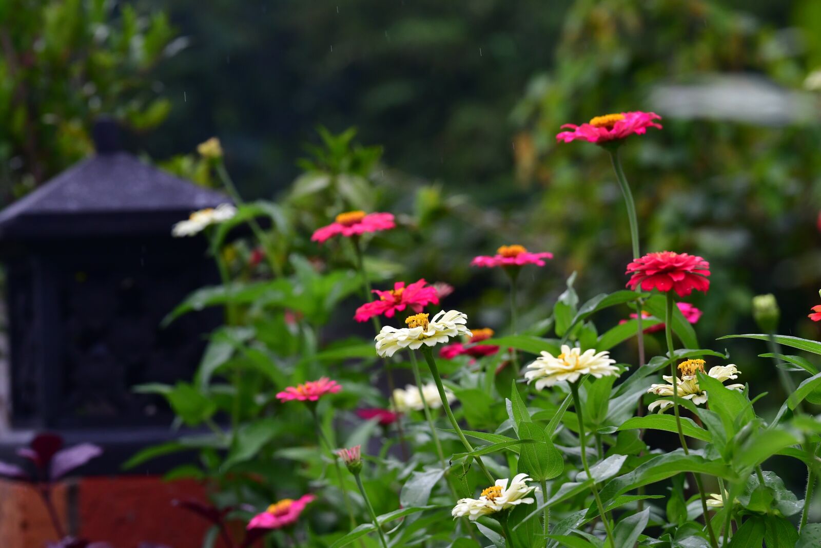 Nikon D500 sample photo. Zinnia flowers, garden, shrubs photography