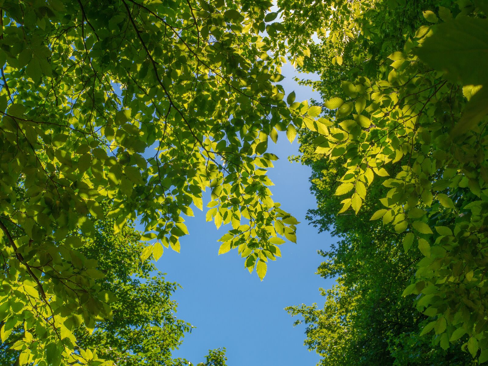 Panasonic Leica DG Summilux 25mm F1.4 II ASPH sample photo. Leaves, branches, tree photography