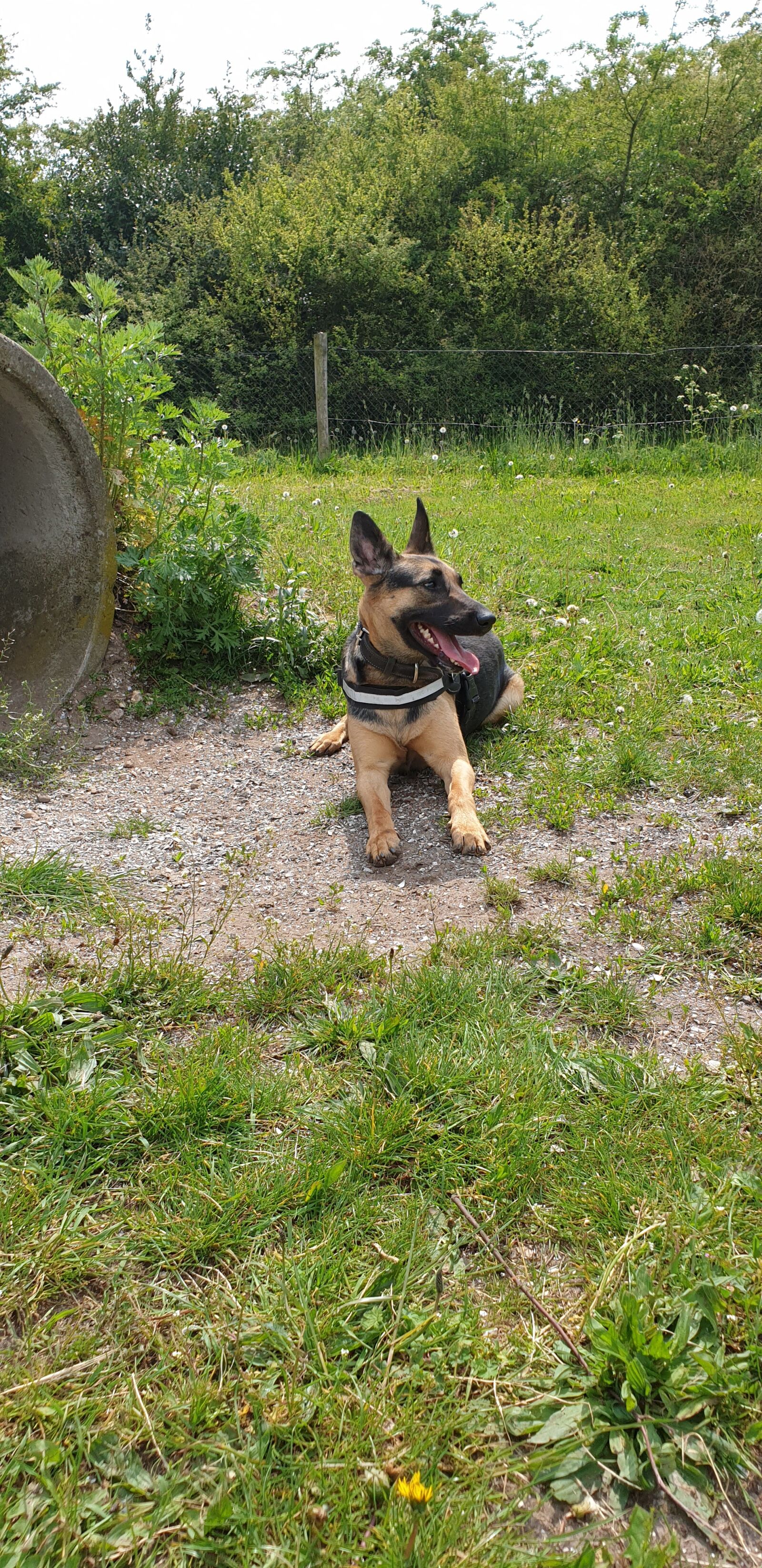 Samsung Galaxy Note9 sample photo. Pet, dog, black photography