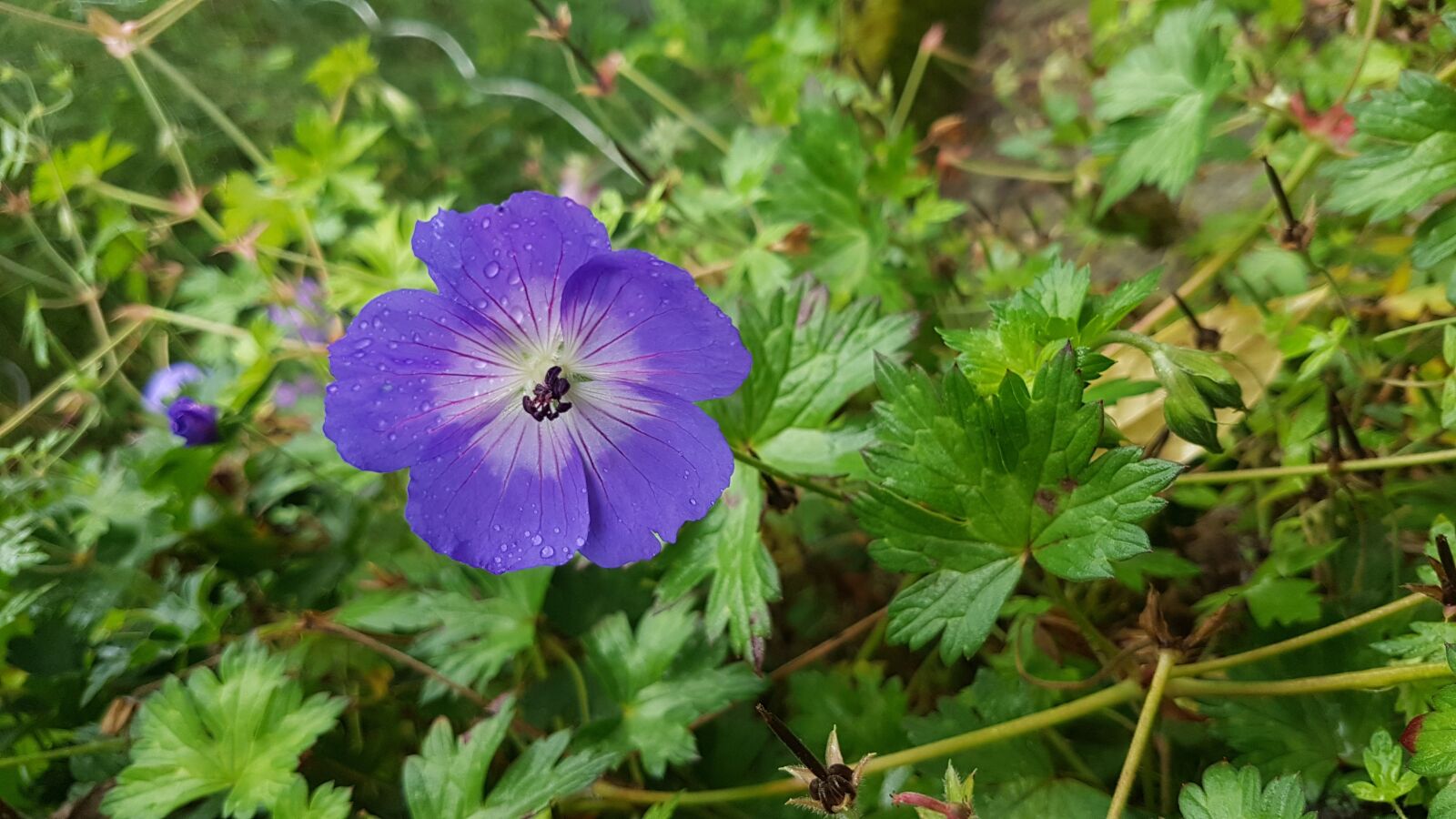 Samsung SM-G930F sample photo. Flower, purple, plant photography