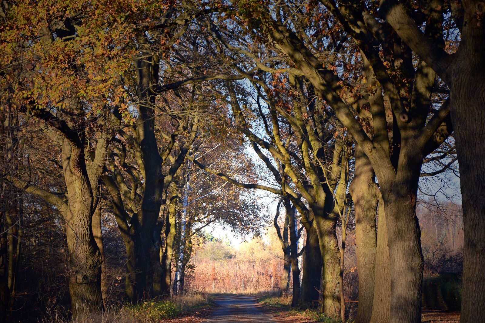 Nikon D3200 sample photo. Trees, away, avenue photography